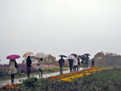 ハーブガーデンでは生憎の雨でした